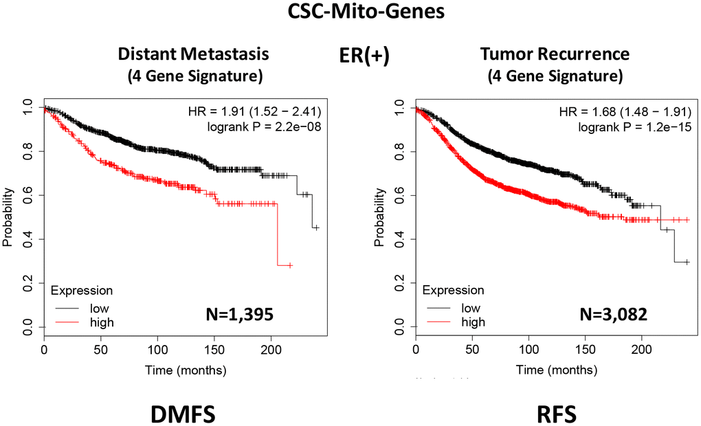 A CSC-based mitochondrial 4-gene signature predicts distant metastasis and tumor recurrence in ER(+) breast cancer patients. To optimize its predictive value, we constructed a short 4-gene signature, which revealed an increase in prognostic value, related to distant metastasis (HR=1.91; P=2.2e-08). This 4-gene signature was also able to predict tumor recurrence in the same patient population (HR=1.68; P=1.2e-15). See also Supplementary Tables 2 and 3 and 3. Therefore, these CSC-based mitochondrial signatures may provide a new prognostic approach for predicting treatment failure in breast cancer patients. DMFS, distant metastasis free survival; RFS, relapse free survival.