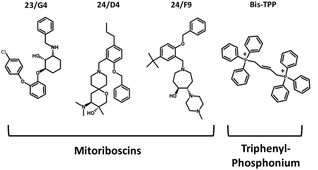 Mitochondrial inhibitors: Mitoriboscins and bis-1,4-butene-TPP. The chemical structures of the three Mitoriboscins (23/G4, 24/D4 and 24/F9) and Bis-TPP are shown.