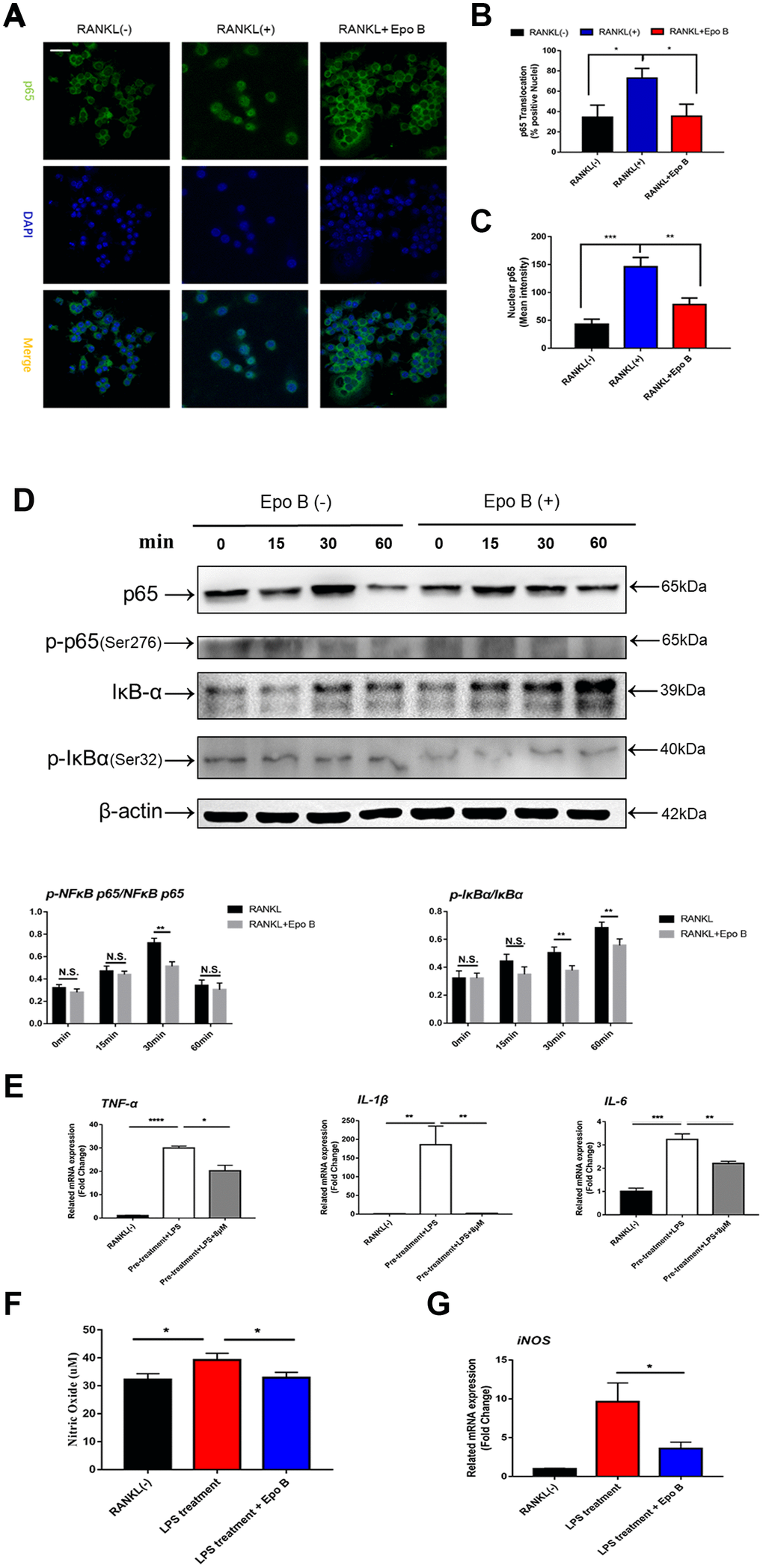 Epothilone B restrained NF-ĸB signaling pathway and inhibited the release of pro-inflammatory cytokines and nitric oxide. (A) Representative images of immunofluorescence staining of the nuclear translocation of NF-ĸB p65 in the absence of presence of Epothilone B. Scale bar = 400 μm. (B) Quantitative analysis of the percentage of positive cells (NF-ĸB p65 translocation from cytosol to nuclear) in all cells. (C) Quantitative analysis of the mean intensity of NF-ĸB p65 in the cells nuclear. (D) RAW264.7 cells were stimulated with RANKL with or without Epothilone B (8μM) for the 0-60 minutes. The cell lysates were analyzed using western blotting for p-NFκB p65, NFκB p65, p-IκBα and IκBα. Quantification protein expression of p-NFκB p65 relative to NFκB p65 and p-IκBα relative to IκBα. (E) Relative expression of pro-inflammatory cytokines (TNF-α, IL-1β, IL-6) during LPS induced osteoclast differentiation on mRNA level. (F) The concentration of NO was detected in the process of LPS-induced osteoclastogenesis. (G) Relative expression of iNOS (inducible nitric oxide synthetase) during LPS induced osteoclastogenesis on mRNA level. Data in the figures represent mean ± SD. N.S. represented no significant difference. *p 