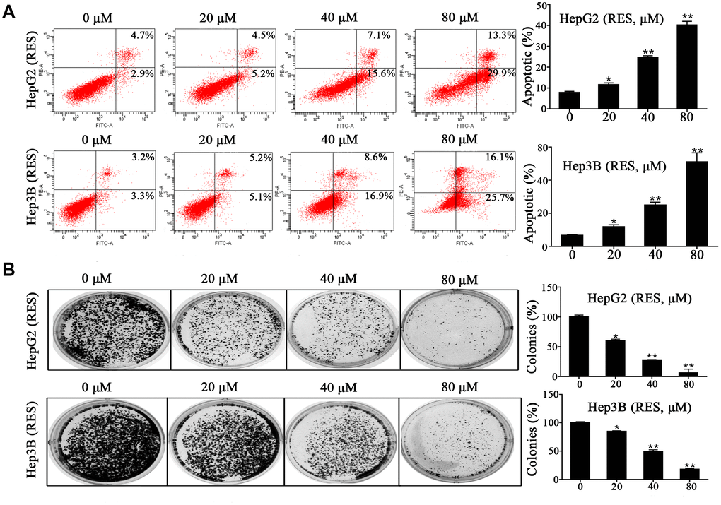 Resveratrol induces HCC cell apoptosis. (A) HepG2 and Hep3B cells were treated with different concentrations of resveratrol for 48 h, followed by analysis of cell apoptosis by flow cytometry. Representative scatter plots are shown. The percentage of apoptosis was calculated. (B) HepG2 and Hep3B cells were seeded in 6-well plates and treated with resveratrol for 24 h, and the medium was changed with fresh medium for 12 days to form colonies. Colonies were fixed and stained. All values represent the mean ± SD. **P 