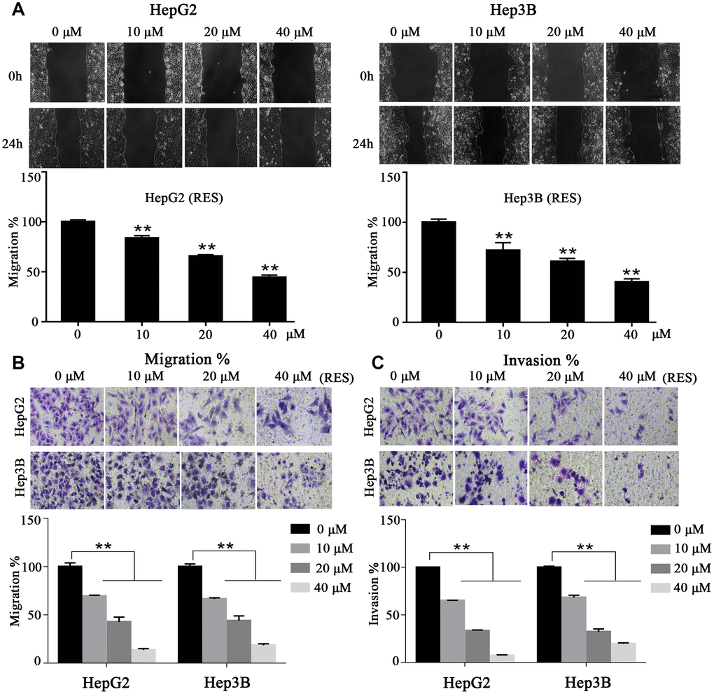 Resveratrol inhibits HCC cell motility. (A) In a wound-healing assay, HepG2 and Hep3B cells were treated with different concentrations of resveratrol for 24 h. The wound area was measured at indicated times. Representative images are shown. (B, C) Cell tran-swell assays (with or without a Matrigel coating). HepG2 and Hep3B cells were seeded in the upper chamber and cultured in serum-free medium containing resveratrol. After 24 h, the membrane was stained with crystal violet solution and photographed. The results of quantification analysis are presented. All values represent the mean ± SD. **P 