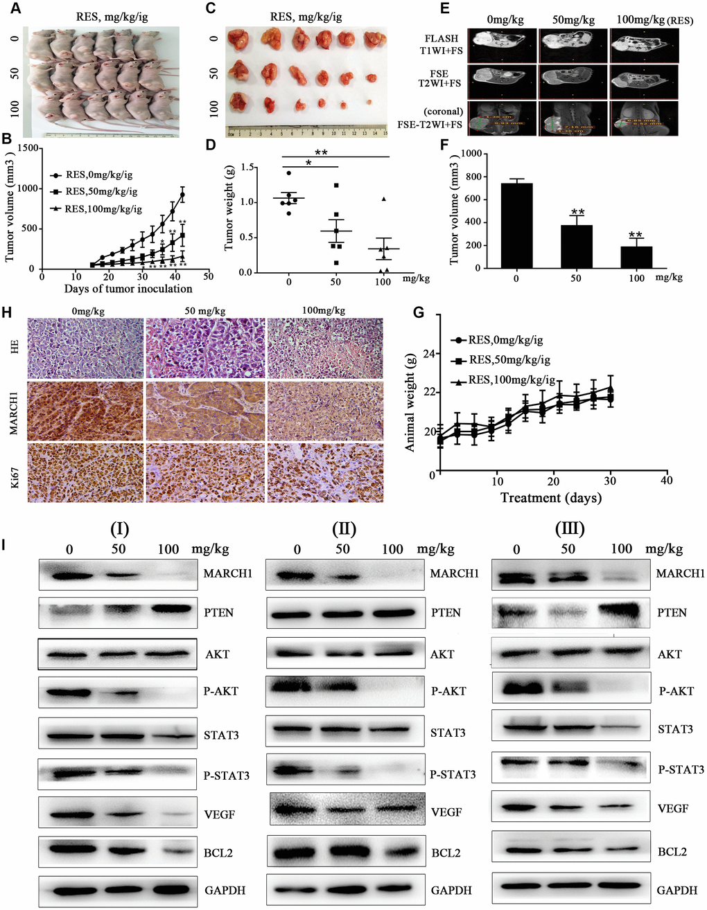 Resveratrol inhibits tumor growth in HepG2 mouse models. (A–C) HepG2 cells were inoculated into the back of BALB/c nude mice, near the right hind leg. The mice were treated with resveratrol (0, 50, and 100 mg/kg/ig). Representative images of the tumor are shown, and the tumor volume growth curves of resveratrol are plotted. (D) Tumor weight after resveratrol treatment. (E) Representative images of mice MRI. (F) Average volume of tumor measured on coronal T2-weighted MRI after resveratrol treatment. (G) The changes in animal weight are shown during resveratrol treatment. (H) Tumor tissue slides were stained with H&E and IHC performed. (I) Levels of MARCH1, PTEN, p-AKT, p-STAT3, VEGF, and Bcl2 in tumors treated with resveratrol were analyzed by western blotting. GAPDH was also detected as a loading control. All values represent the mean ± SD. **P 