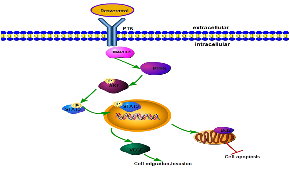 Model for resveratrol regulating MARCH1 expression. Resveratrol decreased MARCH1 expression, increased PTEN expression, and decreased AKT phosphorylation, STAT3 phosphorylation. On the whole, resveratrol inhibits the malignant progression of HCC via MARCH1-induced regulation of the PTEN/AKT/STAT3 signaling pathway. The expression of downstream effectors VEGF and Bcl2 decreased.
