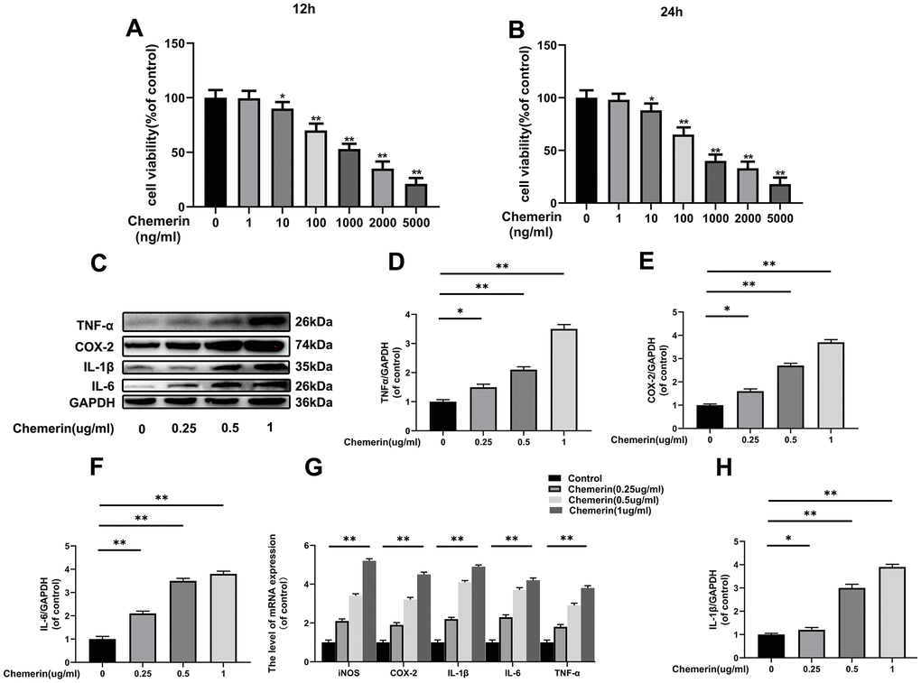 Effects of chemerin on the viability, and inflammatory responses of human NPCs Human NPCs were treated with chemerin in a dose dependent for 12 or 24 hours. (A, B) Cell viability of NPCs were determined by Cell Counting Kit-8 (CCK-8). (C) The expression levels of COX-2, TNF-α, IL-1β, and IL-6 were visualized by western blotting. (D–F, H) Quantification of COX-2, TNF-α, IL-1β, and IL-6 immunoblots in NPCs. (G) The mRNA expression levels of iNOS, COX-2, IL-1β, IL-6, and TNF-α in NPCs were evaluated by RT-PCR. Data are represented as mean ± SEM of three independent experiments, each done in triplicate. Significant differences between groups are indicated as **p 