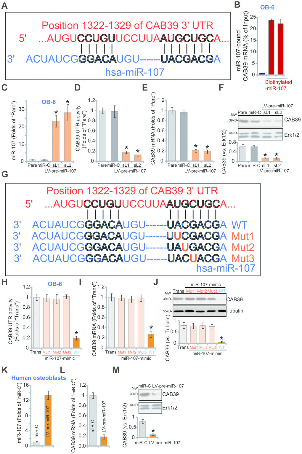 miR-107 targets and silences CAB39 in osteoblasts. The bioinformatics analyses show that miR-107 putatively targets 3’-UTR of human CAB39 (at position of 1322-1329) (A). The RNA-Pull down assay confirmed the binding between the biotinylated-miR-107 and CAB39 mRNA (normalized to the input control) (B). Stable OB-6 cells with pre-miRNA-107 lentivirus (LV-pre-miR-107-sL1/sL2, two stable cell lines) or non-sense microRNA control lentivirus (“miR-C”, same for all Figures), as well as the parental control OB-6 cells (“Pare”, same for all Figures), were cultured, expression of miRNA-107 and CAB39 was tested by qPCR (C and E) and Western blotting (F) assays, with relative CAB39 3’-UTR luciferase activity (D) examined as well. OB-6 cells were transfected with 500 nM of the applied miR-107 mimics (sequences listed in G) for 48h, CAB39 3’-UTR luciferase activity (H) and its expression (I and J) were tested. The primary human osteoblasts were infected with pre-miRNA-107 lentivirus (LV-pre-miR-107) or miR-C, after 48h expression of listed genes was shown (K–M). Data were mean ± standard deviation (SD, n=5). “Trans” stands for the transfection reagent control (H–J). * pvs. “miR-C”/“Trans” cells. Each experiment was repeated three times and similar results were obtained.