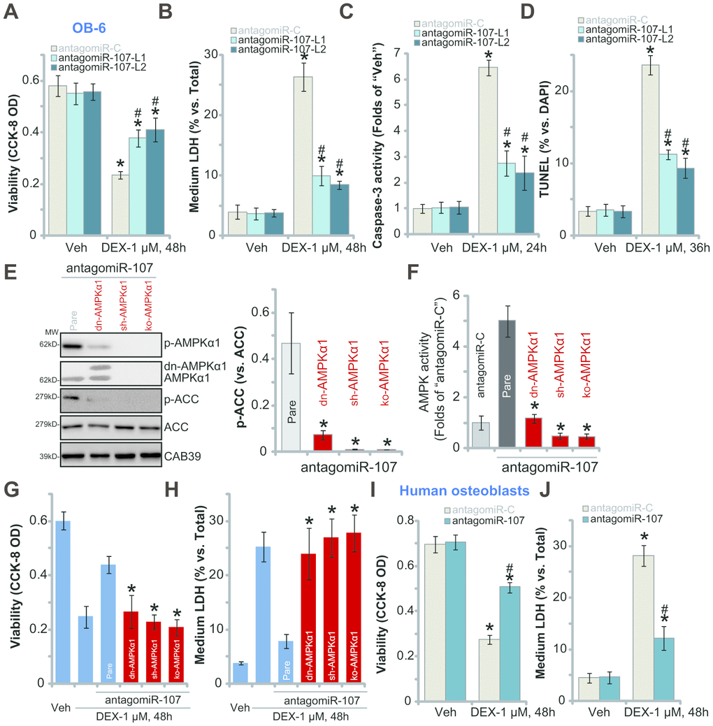 miR-107 inhibition protects osteoblasts from DEX-induced cell death and apoptosis. OB-6 cells (A–D) or primary human osteoblasts (I–J) with pre-miRNA-107 anti-sense lentivirus (antagomiR-107) or control anti-sense lentivirus (antagomiR-C), were treated with DEX (1 μM) or the vehicle control (“Veh”) for indicated time periods, cell viability (CCK-8 OD, A and I), cell death (medium LDH release, B and J), caspase-3 activity (C) and cell apoptosis (nuclear TUNEL staining, D) were tested. The stable OB-6 osteoblastic cells, with the dominant negative AMPKα1 (dn-AMPKα1, T172A) construct, the lentiviral AMPKα1 shRNA (sh-AMPKα1), the CRISPR-Cas-9-AMPKα1 KO plasmid (ko-AMPKα1), as well as the parental control cells (“Pare”) were infected with antagomiR-107 lentivirus for 48h, expression of listed proteins (E) and the relative AMPK activity (F) were tested; Alternatively, cells were treated with DEX (1 μM) or the vehicle control (“Veh”) for another 48h, cell viability (CCK-8 OD, G) and cell death (medium LDH release, H) were tested. Data were mean ± standard deviation (SD, n=5). * pvs. “Veh” treatment in “antagomiR-C” cells (A–D, I–J). # pvs. “DEX” treatment in “antagomiR-C” cells (A–D, I–J). * pvs. “Pare” cells (E–H). Each experiment was repeated three times and similar results were obtained.