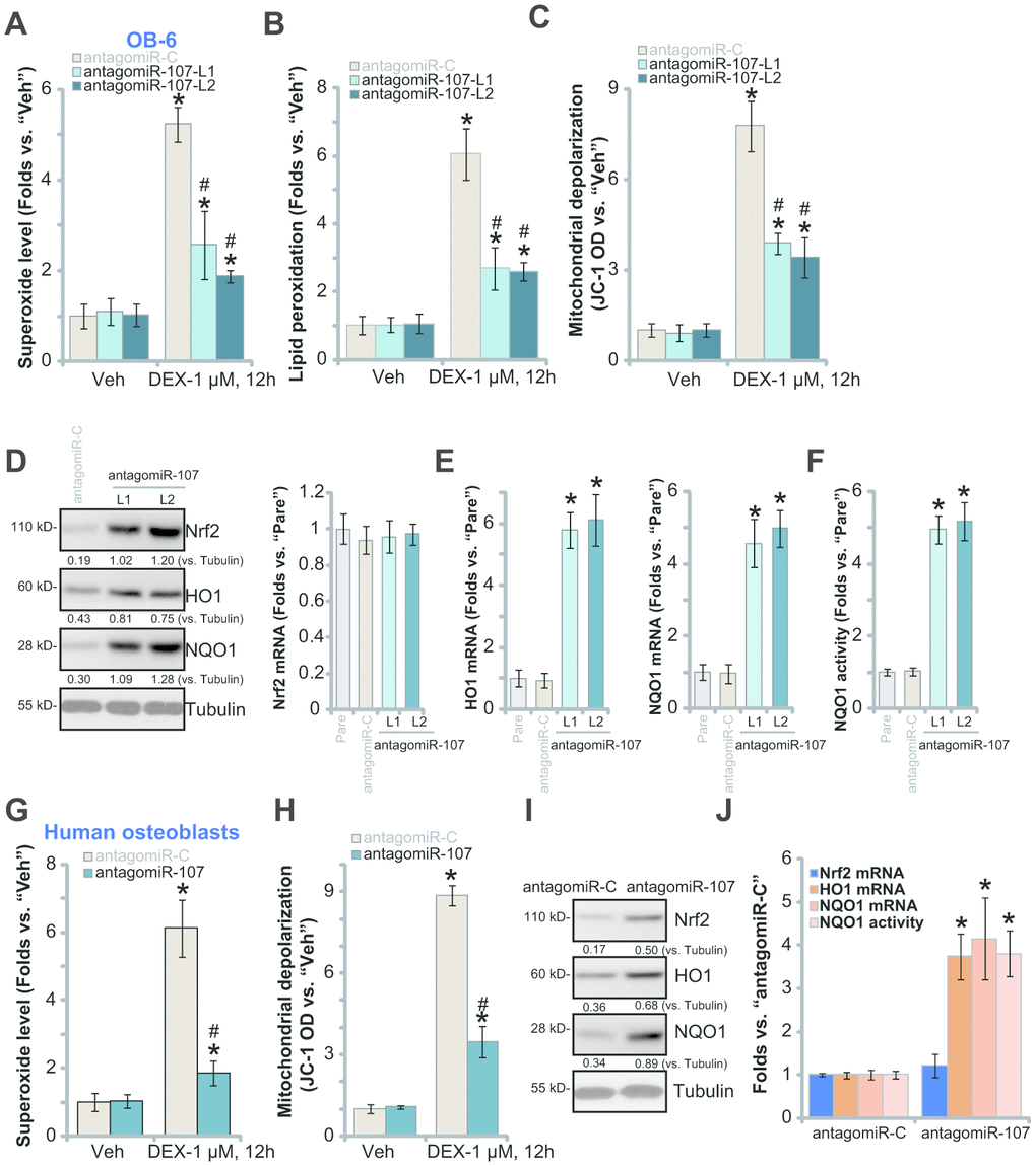 miR-107 inhibition alleviates DEX-induced oxidative injury in osteoblasts. OB-6 cells (A–C) or primary human osteoblasts (G and H) with pre-miRNA-107 anti-sense lentivirus (antagomiR-107) or control anti-sense lentivirus (antagomiR-C), were treated with DEX (1 μM) or the vehicle control (“Veh”) for 12h, cellular superoxide contents (A and G), lipid peroxidation levels (B) and mitochondrial depolarization (JC-1 green fluorescence intensity, C and H) were tested. Expression of listed Nrf2 pathway genes in OB-6 cells and primary human osteoblasts, with antagomiR-107 or antagomiR-C, was shown (D, E, I and J), with NQO1 activity tested as well (F and J). Data were mean ± standard deviation (SD, n=5). * pvs. “Veh” treatment in “antagomiR-C” cells (A–C, G and H). # pvs. “DEX” treatment in “antagomiR-C” cells (A–C, G and H). * pvs. “Pare” cells (E and F). Each experiment was repeated three times and similar results were obtained.