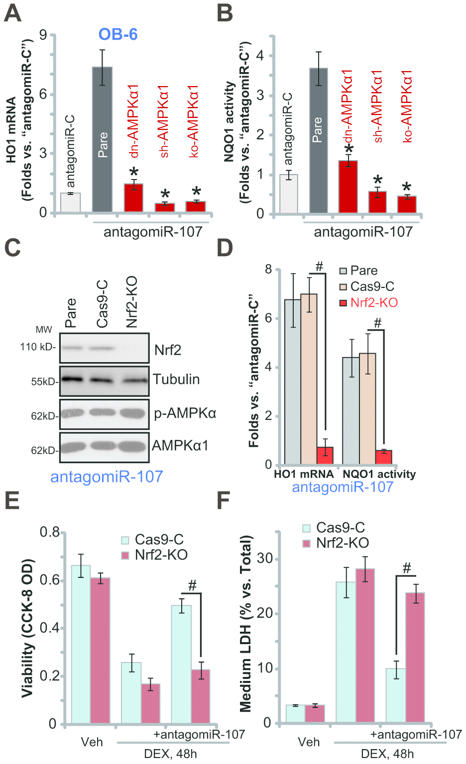 AMPK downstream Nrf2 cascade activation is required for antagomiR-107-induced osteoblast cytoprotection against DEX. Stable OB-6 cells, with the dominant negative AMPKα1 (dn-AMPKα1, T172A) construct, the lentiviral AMPKα1 shRNA (sh-AMPKα1), the CRISPR-Cas-9-AMPKα1 KO plasmid (ko-AMPKα1), as well as the parental control cells, were infected with antagomiR-107 lentivirus for 48h, relative HO1 mRNA expression (vs. “antagomiR-C” cells, A) and NQO1 activity (vs. “antagomiR-C” cells, B) were shown. Stable OB-6 cells, with the CRISPR-Cas-9-Nrf2 KO plasmid (“ko-Nrf2”) or CRISPR-Cas-9-control construct (“Cas9-C”), as well as the parental control cells were infected with antagomiR-107 lentivirus for 48h, expression of listed proteins was shown (C), relative HO1 mRNA expression and NQO1 activity (vs. “antagomiR-C” cells, D) were tested. Alternatively, cells were also treated with DEX (1 μM) or the vehicle control (“Veh”) for another 48h, cell viability (CCK-8 OD, E) and cell death (medium LDH release, F) were tested. Data were mean ± standard deviation (SD, n=5). * pvs. “Pare” cells (A, B). # pD–F). Each experiment was repeated three times and similar results were obtained.