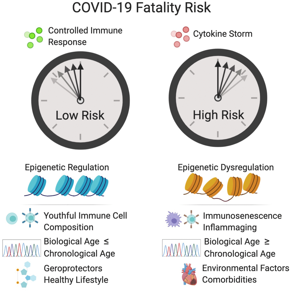 Factors that increase the fatality risk of COVID-19. Epigenetic dysregulation, immune defects, advanced biological age, and other factors increase the risk of cytokine storm and COVID-19 fatality. Tightly controlled activation of the innate immune system is essential for viral recognition and clearance. Cytokine storm is the result of sustained activation of the inflammatory signaling cascade and can result in hypercoagulation in small blood vessels, which leads to tissue damage, DIC and multi-organ failure. Inflammaging and immunosenescence contribute to the development of cytokine storm. D-dimer, a fibrin degradation product and prognostic of disseminated intravascular coagulation (DIC), and elevated levels of the cytokine, IL-6, are associated in the clinic with increased fatality. Epigenetic dysregulation of the immune system and of the renin-angiotensin system (R)AS may increase fatality risk. A variety of biological clocks have been shown to predict human health and longevity more accurately that chronological age. An individual with a biological age greater than their chronological age is thought to be undergoing accelerated aging, which may increase the risk of COVID-19 fatality. Individuals with comorbidities such as cardiovascular disease, diabetes, obesity and COPD, are at greater risk for COVID-19 fatality. Conversely, individuals who live healthy lifestyles and consume geroprotectors such as metformin, resveratrol and NAD+ boosters may have a decreased risk of fatality. Created with BioRender.