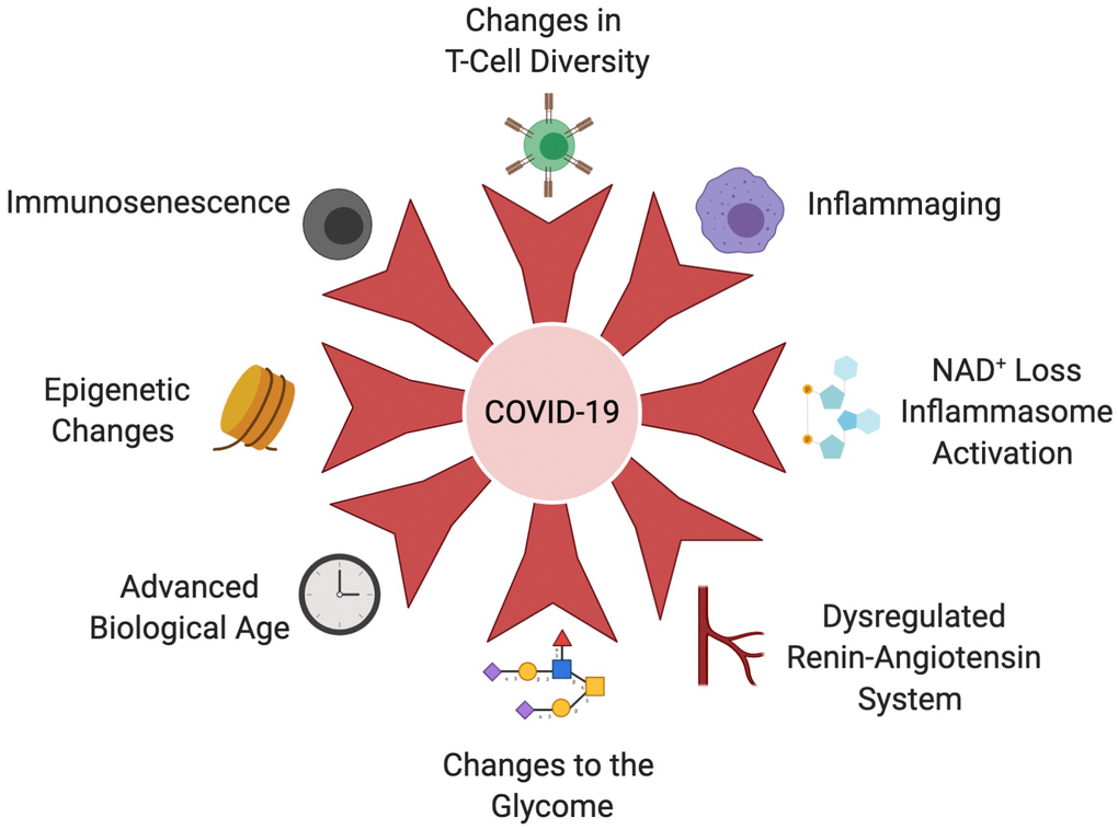 Age-related changes that increase COVID-19 susceptibility. The aging immune system undergoes immunosenescence, T-cell diversity alterations and chronic activation of the innate immune system, known as inflammaging. These hallmarks of the aging immune system cripple the body’s ability to clear the SARS-CoV-2 virus, initiate and sustain cytokine storms, than cause acute organ injury, DIC and multi-organ failure. An age-associated decline in NAD+ results in derepression of NLRP3 and inflammasome in older people, further exacerbating the cytokine storm. Coronaviruses also possess an ADP-ribosylhydrolase that further depletes already-low NAD+ levels in older people. Leveling of the epigenetic landscape during aging results in changes in immune cell composition and function that decrease the immune system’s ability to mount a response to infection. Epigenetic dysregulation of ACE2 may also impact increased viral loads in older people. Dysregulation of the RAS during aging and in the context of age-associated disease, such as cardiovascular disease, hypertension, COPD and obesity, contributes to severity of COVID-19 infection. The glycome which controls a variety of immune signaling pathways changes during aging and in the context of metabolic diseases. For example, decreases in IgG galactosylation contribute to chronic inflammation. Biological clocks that measure different biomarkers of biological age may explain increased COVID-19 susceptibility more accurately than advanced chronological age. Created with BioRender.