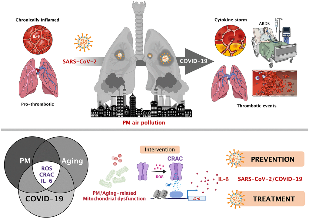 Particulate matter air pollution and SARS-CoV-2/COVID-19: A mechanistically linked pathway illuminating a therapeutic opportunity for metformin.Top. Pathological signaling in the lung induced by particulate matter (PM) air pollution partially overlaps with that caused by severe SARS-CoV-2/COVID-19, namely the release of proinflammatory interleukins (e.g., IL-6) from alveolar macrophages via mitochondrial reactive oxygen species (ROS)-driven activation of Ca2+ release-activated Ca2+ (CRAC) channels, lastly promoting an acceleration of thrombotic events. Patients already experiencing a chronic cytokine response might be at higher risk of COVID-19 lethal complications after SARS-CoV-2 infection. Bottom. Given the linkage between mitochondrial functionality, ion channels, and inflammation in human aging, therapeutic interventions capable of targeting mitochondrial electron transport and prevent mitochondrial ROS/CRAC-mediated IL-6 release (e.g., metformin) might illuminate a preventive/prophylactic mechanism of action to quell the raging of the cytokine and thrombotic-like storms that are the leading causes of COVID-19 morbidity and mortality in older people. In an acute scenario of SARS-CoV-2-driven hyperinflammation, small molecule CRAC channel inhibitors may also be contemplated as a means of treating patients with severe COVID-19 at risk for progressing to typical/atypical ARDS.