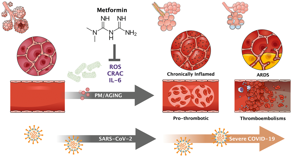 CRAC-targeted activity of metformin: From preventive therapy of the premature death attributable to PM air pollution to geroprotector against the gerophilic and gerolavic traits of SARS-CoV-2 infection. The ability of metformin to suppress the signaling by mitochondrial reactive oxygen species (ROS) that are necessary for the opening of Ca2+ release-activated Ca2+ channels in the generation of IL-6 from alveolar macrophages upon exposure to PM air pollution might mechanistically extend to the immune dysregulation/inflammation and thrombotic events driven by the systemic release of IL-6 from lung macrophages in response to SARS-CoV-2 infection. By restraining the raging of cytokine and thrombotic-like storms, two of the leading causes of morbidity and mortality in SARS-CoV-2 infection, metformin might be considered a putative geroprotector against the gerophilic and gerolavic traits of COVID-19 disease.