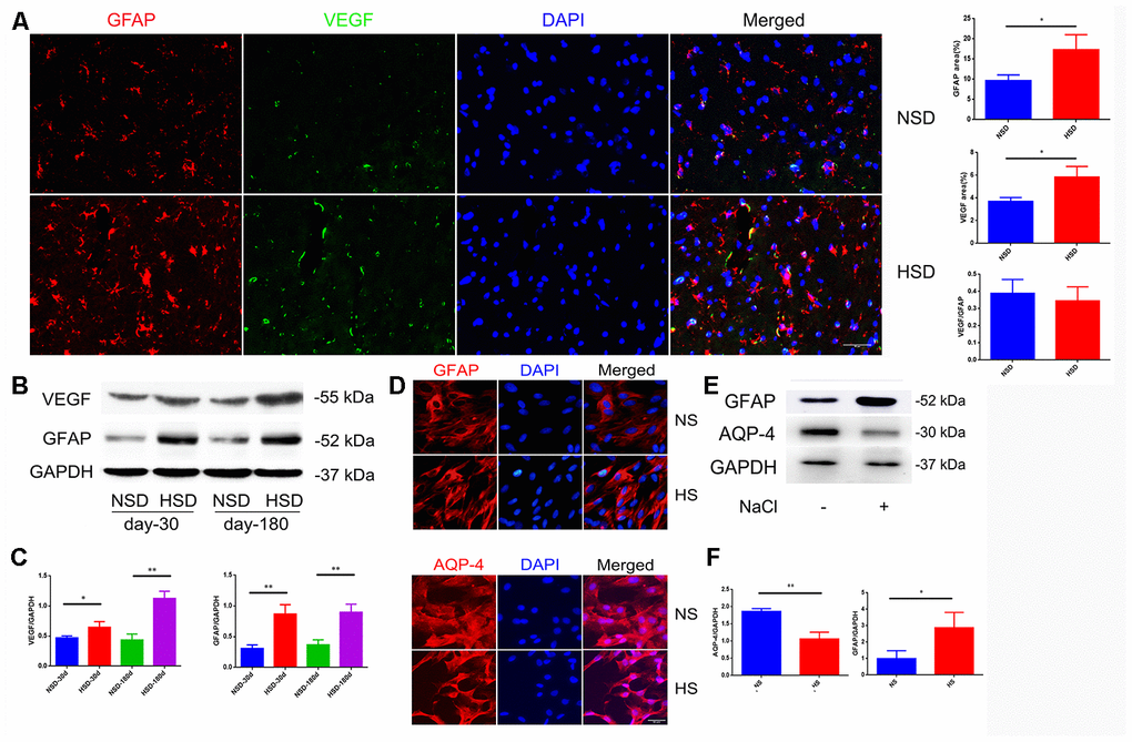 High salt activates astrocytes and up-regulates VEGF. (A) Representative images of double immunofluorescence staining for GFAP(red) and VEGF(green) in the brain specimens of rats; DAPI is stained in blue(n=5 per group). (B, C) Expression of GFAP and VEGF in the brain tissues from rats analyzed by western blotting and densitometry (n=5 per group). (D) Immunofluorescence staining of GFAP and AQP4 in red. (E, F) Expression of AQP4 and GFAP analyzed by western blotting in NaCl-treated astrocytes; *PP