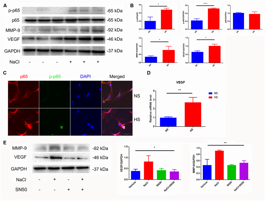 Increased expression of VEGF is mediated by NFκB/MMP-9 pathway. (A, B) HS increases protein levels of VEGF, MMP9 and p-p65. (C) Immunofluorescence staining of NaCl (40mM, 24 h)-induced p65 phosphorylation and nuclear translocation; (D) HS upregulates mRNA expression levels of VEGF. (E) SN50 antagonized NaCl-induced up-regulation of VEGF and MMP-9 protein expression. *PP