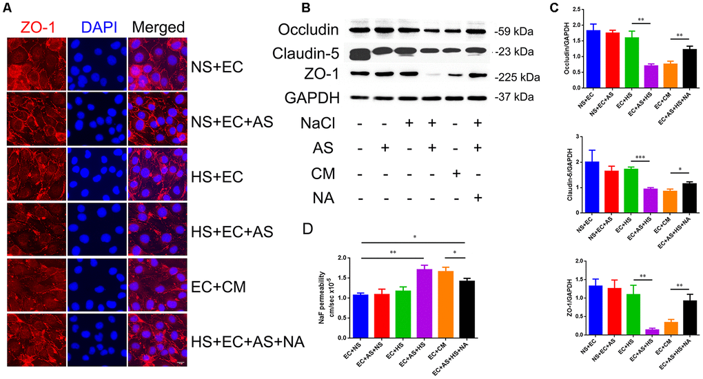 Astrocyte-derived VEGF mediates HS-induced BBB breakdown. (A) Representative double immunofluorescence staining of ZO-1+ bEnd.3 endothelium. Endothelial cells were cultured alone, or co-cultured with primary rats′ astrocytes, and treated with NS, HS, conditioned medium, or VEGF neutralizing antibody (NA). (B, C) Western blotting analysis of Occludin, Claudin-5, and ZO-1 in endothelial cells. (D) Permeability of tight junctions measured using NaF; *PP