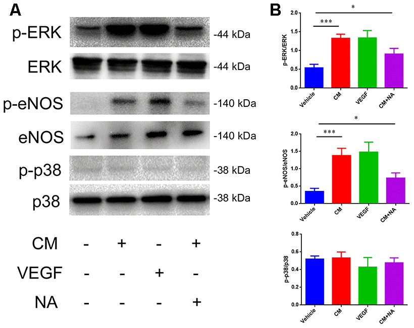 Effect of VEGF on tight junction is mediated via ERK/eNOS. (A, B) Protein levels of ERK/pERK, eNOS/pSer1177, eNOS, and p38/p-p38 in endothelial cells; *PP