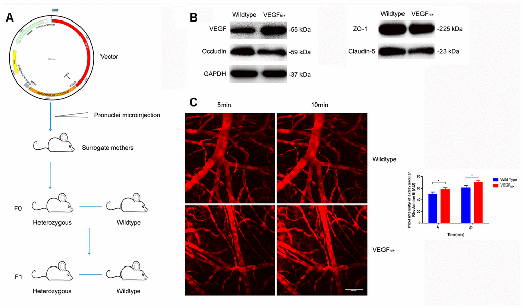 Increased cerebral microvascular permeability in VEGFhi/+ mice. (A) Schematic diagram of VEGFhi/+ mice generation. (B) Immunoblotting showing VEGF, Occludin, Claudin-5 and ZO-1expression in VEGFhi/+ and wildtype mice. (C) Cerebral cortical micro-vessel and dye leakage at 5 and 10 min after injection of Rhodamine B isothiocyanate-dextran; n=5, *PP