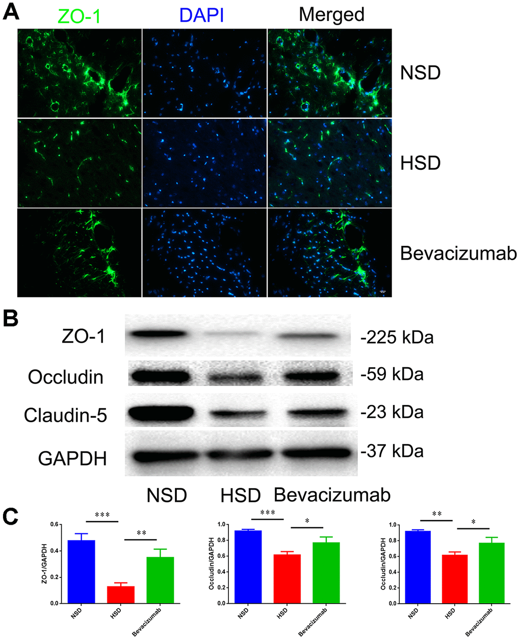 Blocking VEGF attenuates disruption of tight junctions induced by HSD. (A) Representative images showing double immunofluorescence staining of ZO-1 in green and DAPI in the brain specimens of rats. (B, C) Expression of Occludin, Claudin-5 and ZO-1 determined by western blotting; n=5, *PP