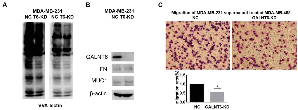 Effect of GALNT6 mediated-mucin-type O-glycosylation of secretory proteins on breast cancer cell migration. (A) VVA-lectin pull-down assay in MDA-MB-231/NC and MDA-MB-231/KD-T6 and detected by western blot at different exposure time points. (B) The expression of FN and MUC1 in MDA-MB-231/NC and MDA-MB-231/KD-T6 was detected by western blot. β-actin was used as internal control. (C) The effect of the supernatant of MDA-MB-231 on migratory ability of MDA-MB-468 cells was detected by transwell assay.