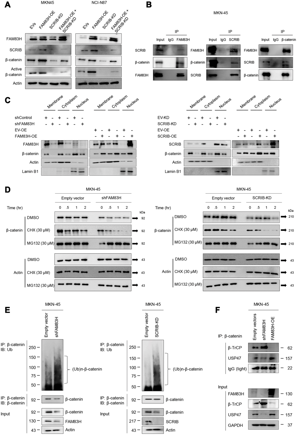 FAM83H and SCRIB are involved in the stabilization of β-catenin from proteasomal ubiquitin degradation. (A) Western blot for β-catenin and active β-catenin after overexpression of FAM83H and/or knock-down of SCRIB. (B) The protein lysate obtained from MKN-45 cells after immunoprecipitation with FAM83, SCRIB, or β-catenin. Thereafter, the immunoprecipitated protein was immunoblotted for FAM83H, SCRIB, and β-catenin. (C) Western blot for FAM83H, SCRIB, β-catenin, actin, and lamin B1 with the cytoplasmic membrane, cytoplasm, and nuclear protein lysates fractionated according to subcellular localization after inducing knock-down or overexpression of FAM83H or SCRIB in MKN-45 cells. (D) The MKN-45 cells were transfected with empty vector, shRNA for FAM83H, or hSCRIB CRISPR/Cas9 KO plasmid and treated with 30 μM cycloheximide or 30 μM MG132 for 0.5 to 4.0 hours. Thereafter, the total protein was immunoblotted for β-catenin and actin. (E) The MKN-45 cells were transfected with empty vector, shRNA for FAM83H, or hSCRIB CRISPR/Cas9 KO plasmid, and were treated with 30 μM MG132 for two hours. The protein lysate was immunoprecipitated with anti-β-catenin antibodies and immunoblotted with anti-ubiquitin antibodies. The immunoblot was performed on total protein lysate. (F) The MKN-45 cells were transfected with empty vectors, shRNA for FAM83H, or an overexpression vector for FAM83H. The protein lysate was immunoprecipitated with anti-β-catenin antibodies and immunoblotted with anti-β-TrCP, anti-USP47, or anti-GAPDH antibodies. The immunoblots were performed on total protein lysate.