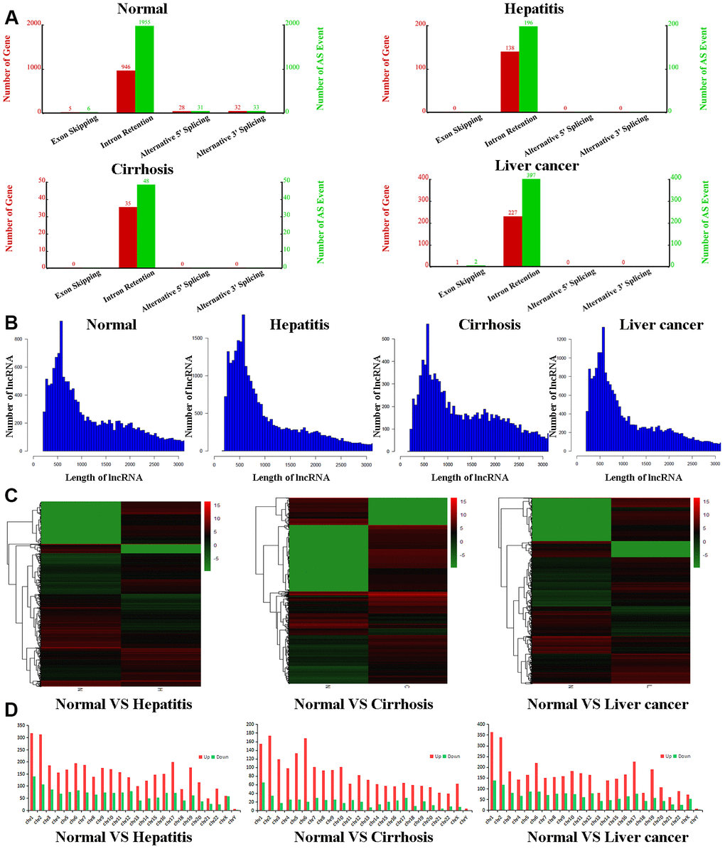 Bioinformatic analyses of lncRNAs. (A) Number of genes (red) and alternate splicing events (green) for lncRNAs from control, hepatitis, cirrhosis, and HCC groups. (B) Length distribution of lncRNAs in control, hepatitis, cirrhosis, and HCC groups. (C) Cluster heatmaps of lncRNA expression profiles in the control group compared to hepatitis, cirrhosis, and HCC groups. Gradient green represents downregulated lncRNAs, while gradient red represents upregulated lncRNAs. (D) Chromosomal distributions of lncRNAs in the control group compared to hepatitis, cirrhosis, and HCC groups. lncRNA, long noncoding RNA; HCC, hepatocellular carcinoma.