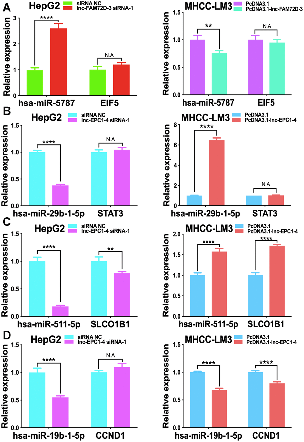 Effect of lnc-FAM72D-3 and lnc-EPC1-4 suppression and overexpression on candidate targets. (A) has-miR-5787 and EIF5 expression when lnc-FAM72D-3 was suppressed or overexpressed in HepG2 and MHCC-LM3 cells. (B) has-miR-29b-1-5p and STAT3 expression when lnc-EPC1-4 was suppressed or overexpressed in HepG2 and MHCC-LM3 cells. (C) has-miR-511-5p and SLCO1B1 expression when lnc-EPC1-4 was suppressed or overexpressed in HepG2 and MHCC-LM3 cells. (D) has-miR-19b-1-5p and CCND1 expression when lnc-EPC1-4 was suppressed or overexpressed in HepG2 and MHCC-LM3 cells. STAT3, signal transducer and activator of transcription 3.