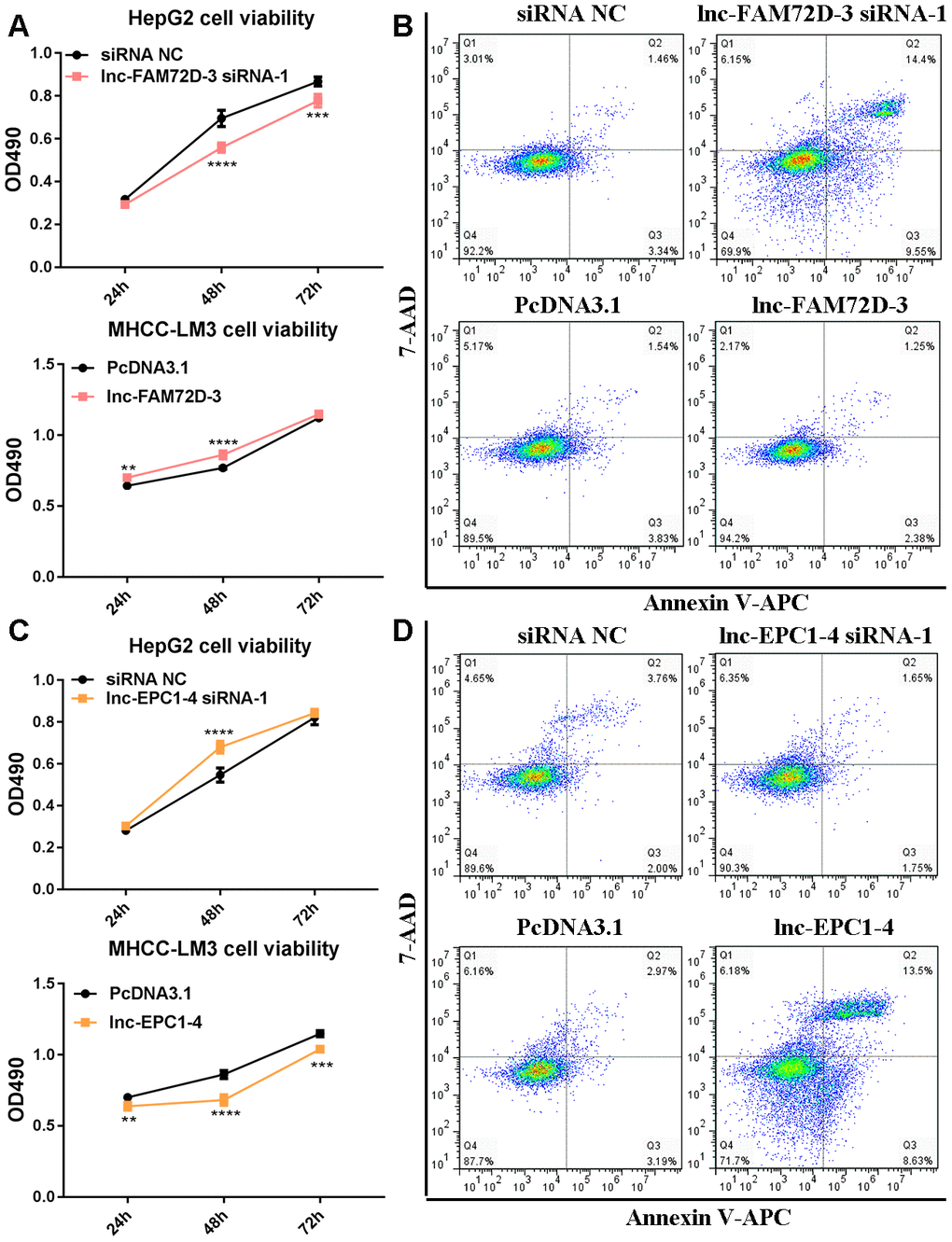 (A) Cell viability and (B) cell apoptosis in cells with lnc-FAM72D-3 suppression or overexpression. (C) Cell viability and (D) cell apoptosis in cells with lnc-EPC1-4 suppression or overexpression.