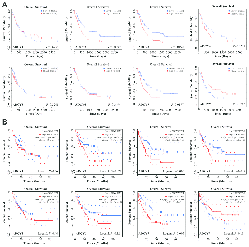Significance of ADCYs in predicting the prognosis for AML patients. (A) The prognostic values of ADCYs in LinkedOmics datasets. (B) The prognostic values of ADCYs in GEPIA.