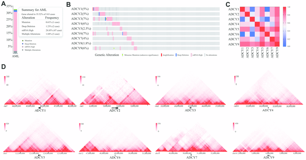 Visual summary of ADCY alterations. (A) Summary of ADCY alterations in AML (cBioPortal). (B) Details of ADCY alterations in AML (cBioPortal). (C) Gene relevance analysis among the ADCY family. (D) 3D genome of ADCYs in THP1 cells.