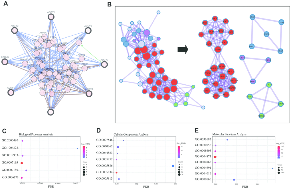 Enrichment analysis of ADCY FANGs in AML patients. (A) Network for ADCYs and the top 58 FANGs (cBioPortal). (B) Detailed net-structure of ADCY proteins in AML (Metascape). Bubble diagrams showing the top 58 FANGs in AML. (C) Biological processes. (D) Cellular components. (E) Molecular functions.