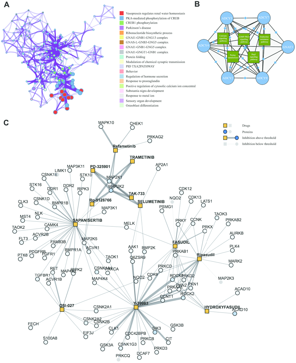 KEGG Enrichment and therapeutic targets of ADCYs in AML. (A) Significant terms among the gene memberships (Metascape). (B) KEGG analysis of FANGs in AML. (C) Protein-drug interaction map for inhibitors of the MAPK pathway in AML.