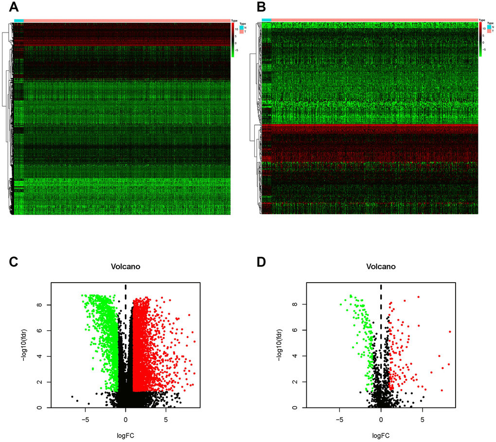 Differentially expressed BCa genes and IFRGs. Heatmap (A) and volcano plot (C) show the differentially expressed genes between BCa tissues and nontumor tissues. The black dots represent genes without differential expression; the red dots represent the significantly upregulated genes, and the green dots represent downregulated genes. FDR 2 | FC | >1 and P B) and volcano plot (D). The black dots represent IFRGs without differential expression; the red dots represent upregulated IFRGs, and the green dots represent downregulated IFRGs. FDR 2 | FC | >1 and P 