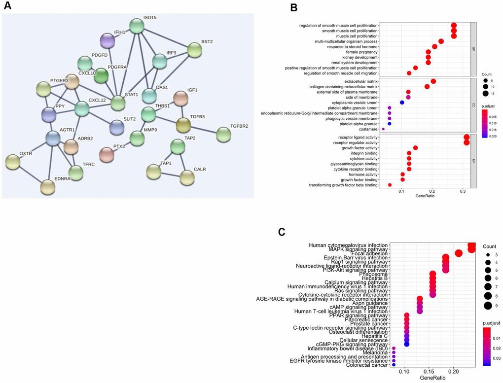 Functional enrichment analysis of differentially expressed sIFRGs. PPI network (A) of sIFRGs and the top pathways of sIFRGs are shown in biological process, cellular component, molecular function (B), and KEGG pathway (C).