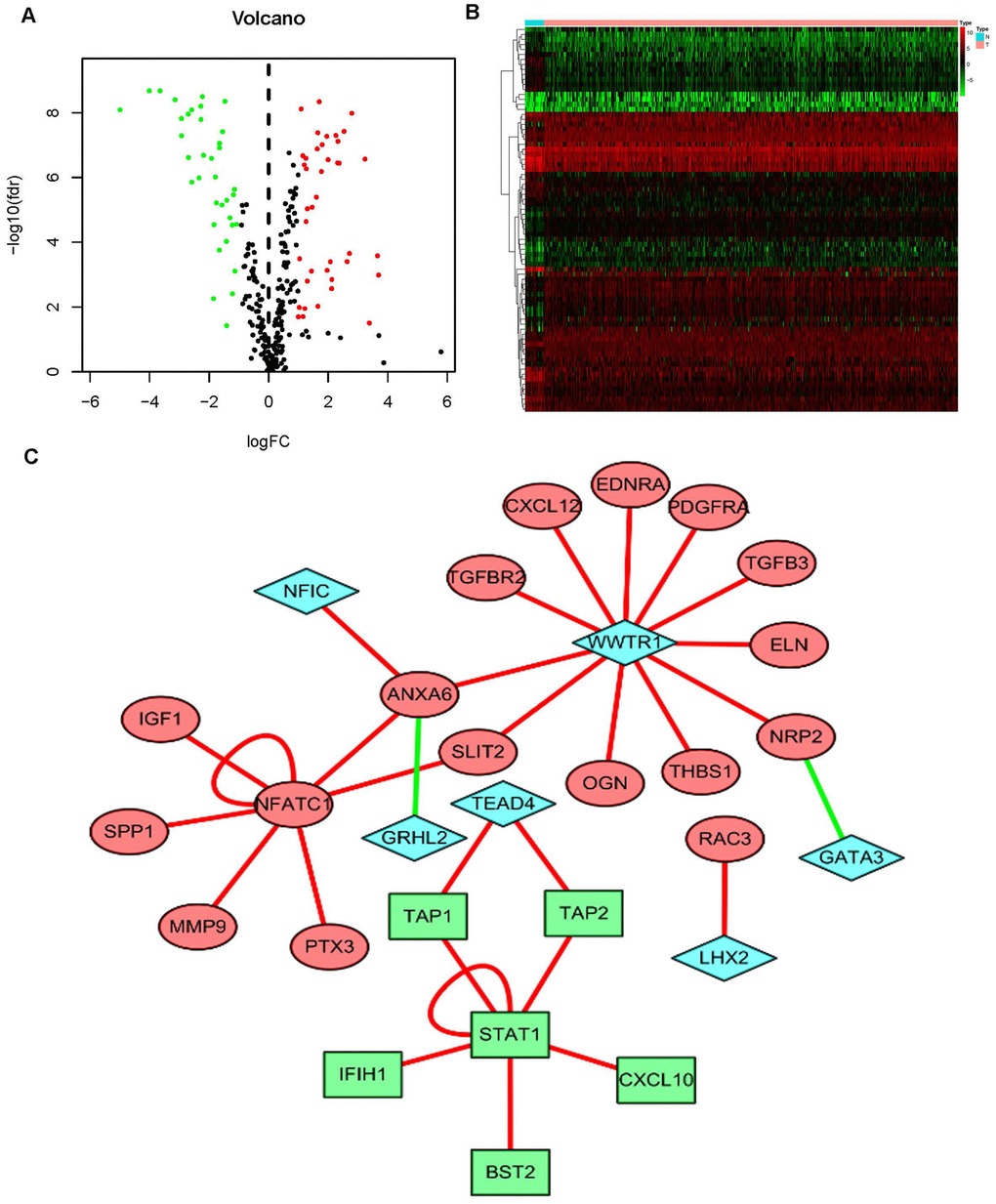 The mediated relationships between sIFRGs and differentially expressed transcription factors. Volcano plot (A) and heatmap (B) showing the differentially expressed transcription factors (TFs). The black dots represent TFs without differential expression; the red dots represent upregulated TFs, and the green dots represent downregulated TFs. FDR 2 | FC | >1 and P C) was composed of relevant TFs and sIFRGs. The red circles represent upregulated sIFRGs, the green rectangles represent downregulated sIFRGs, and the blue rhombuses represent relevant TFs. The red lines represent positive regulation, and the green lines represent negative regulation.
