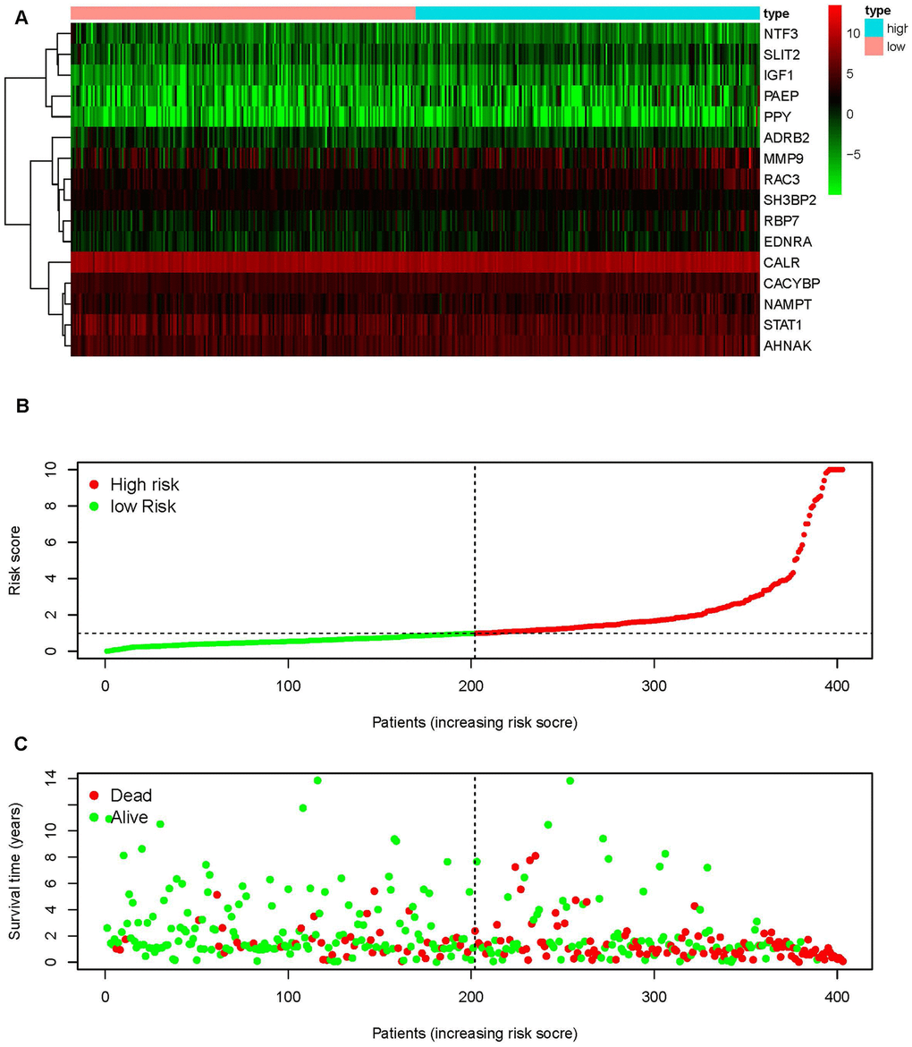 An immunogen-related risk score model (IRRS) was established according to sIFRGs. Heatmap of expression profiles of contained sIFRGs (A). The red parts represent upregulation, the green parts represent downregulation, and the black parts represent no difference. FDR 2 | FC | >1 and P B). Survival status between the low-risk group and the high-risk group (C).