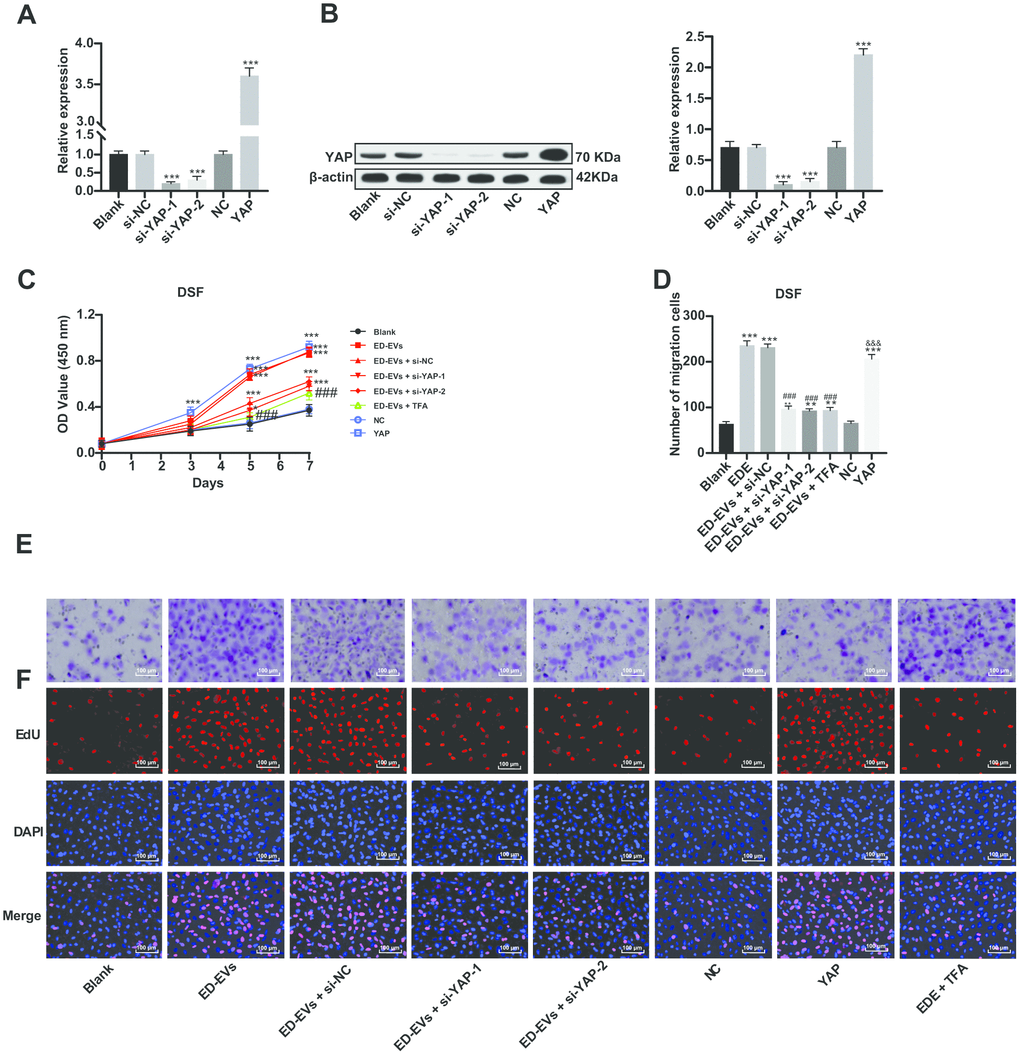 Inhibition of YAP can reverse the effect of plasma ED-EVs on DSF proliferation. (A, B) YAP expression in different transfected DSF was detected by RT-qPCR and western blot analysis. (C) CCK-8 detected DSF viability after different S-NC treatment. (D, E) Transwell assay measured DSF migration after different treatment. (F) Representative images of EdU results in different transfected DSF. Compared with the blank group, *p p p p p A, B and D) were analyzed by one-way ANOVA, and data in panel C were analyzed by two-way ANOVA, followed by Tukey's multiple comparisons test. Repetitions = 3.