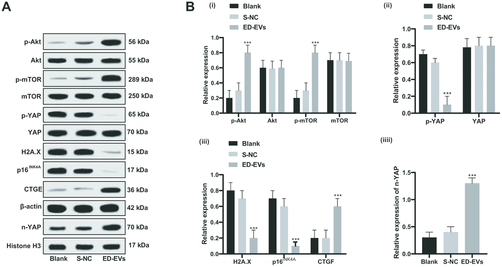 Plasma ED-EVs inhibit premature senescence of skin fibroblasts in diabetic mice through the PI3K/Akt/mTOR pathway and YAP nuclear translocation. (A, B) Western blot analysis detected levels of PI3K/Akt/mTOR pathway-and senescence-related proteins, YAP phosphorylation in fibroblasts, and YAP and CTGF expression in nucleus. Compared with the blank group, ***p B (i, ii, iii) were analyzed by two-way ANOVA, and data in panel B (iv) were analyzed by one-way ANOVA, followed by Tukey's multiple comparisons test. n = 5.