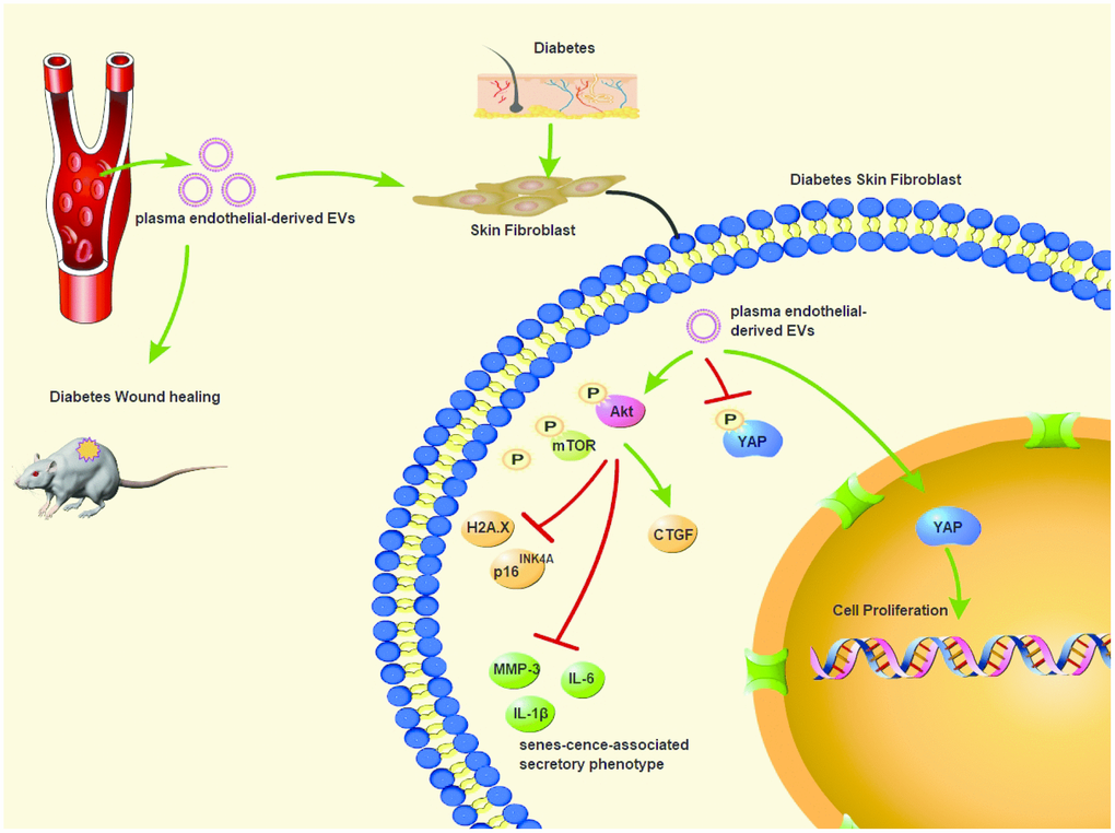 Plasma ED-EVs prevent fibroblast senescence and accelerate skin wound healing in diabetic mice by promoting YAP nuclear translocation and activating the PI3K/Akt/mTOR pathway.