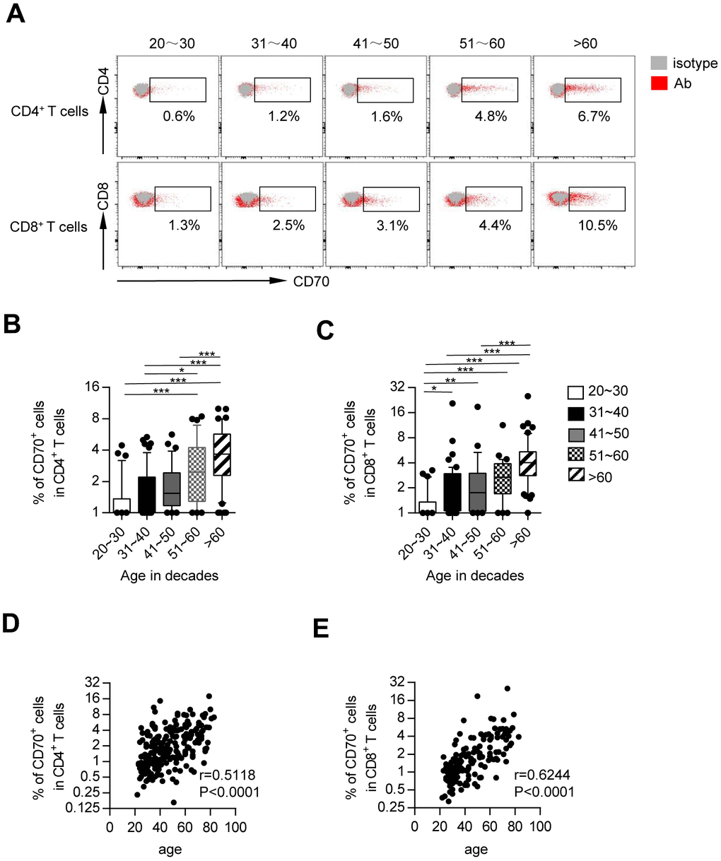 CD70-expressing T cells accumulate with age. Flow cytometry analysis of CD70 expression on PBMCs from healthy controls of different ages. (A) Representative flow cytometric plots show the expression of CD70 gated on CD4+ and CD8+ T cells from five healthy donors in different age groups. (B–C) Box plots of the frequencies of CD70+ cells among CD4+ and CD8+ T cells from healthy donors in different age groups (n = 34-56 in each group). Values given are the median frequencies ± the interquartile range and 10 and 90 percentile whiskers. The p-values were obtained by Kruskal-Wallis test followed by Dunn’s multiple comparisons test. (D–E) Correlation analysis of age and surface CD70 expression on CD4+ T cells (D) and CD8+ T cells (E) from all healthy individuals. Spearman’s non-parametric test was used to test for correlations. *p p p 