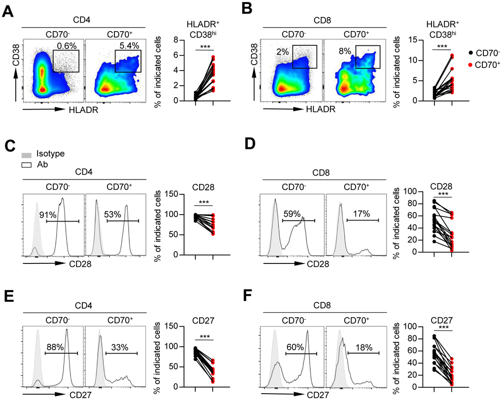 Aged CD70+ T cells show a phenotype of over activation. Flow cytometry analysis of percentage of HLA-DR+ CD38hi cells (A–B), and expression of CD28 (C–D) and CD27 (E–F) on CD70- vs. CD70+ CD4+ and CD8+ T cells from elderly individuals (61-80 years, n = 17). Representative flow data or histograms (left) and plots (right) display the expression of the above receptors on CD70- vs. CD70+ cells (gated with CD4+ or CD8+ T cells). The p-values were obtained by paired t-test (HLA-DR+CD38hi [CD4+ T cells], CD28, CD27) or Wilcoxon matched-pairs signed rank test (HLA-DR+CD38hi [CD8+ T cells]). ***p 