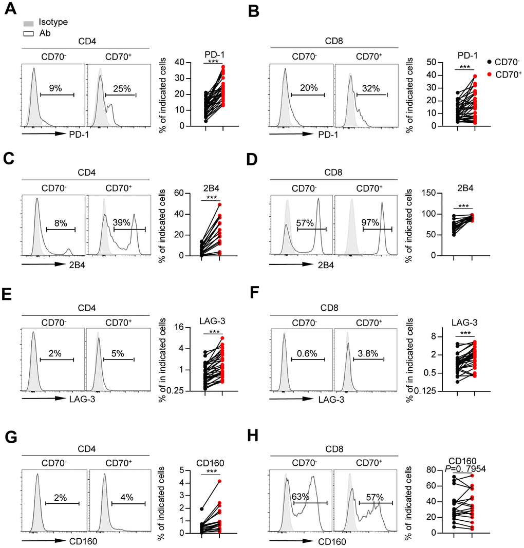 CD70 expression is associated with the phenotypic profile of exhaustion. Flow cytometry analysis of expression of PD-1 (A–B), 2B4 (C–D), LAG-3 (E–F) and CD160 (G–H) on CD70- vs. CD70+ CD4+ and CD8+ T cells from elderly individuals (61-80 years, n = 17 [2B4, CD160], n = 34 [PD-1, LAG-3]). Representative histograms (left) and plots (right) display the expression of the above receptors on CD70- vs. CD70+ cells (gated with CD4+ or CD8+ T cells). The p-values were obtained by paired t-test (PD-1 [CD4+ T cells], 2B4, CD160 [CD8+ T cells]) or Wilcoxon matched-pairs signed rank test (PD-1 [CD8+ T cells], LAG-3, CD160 [CD4+ T cells]). ***p 