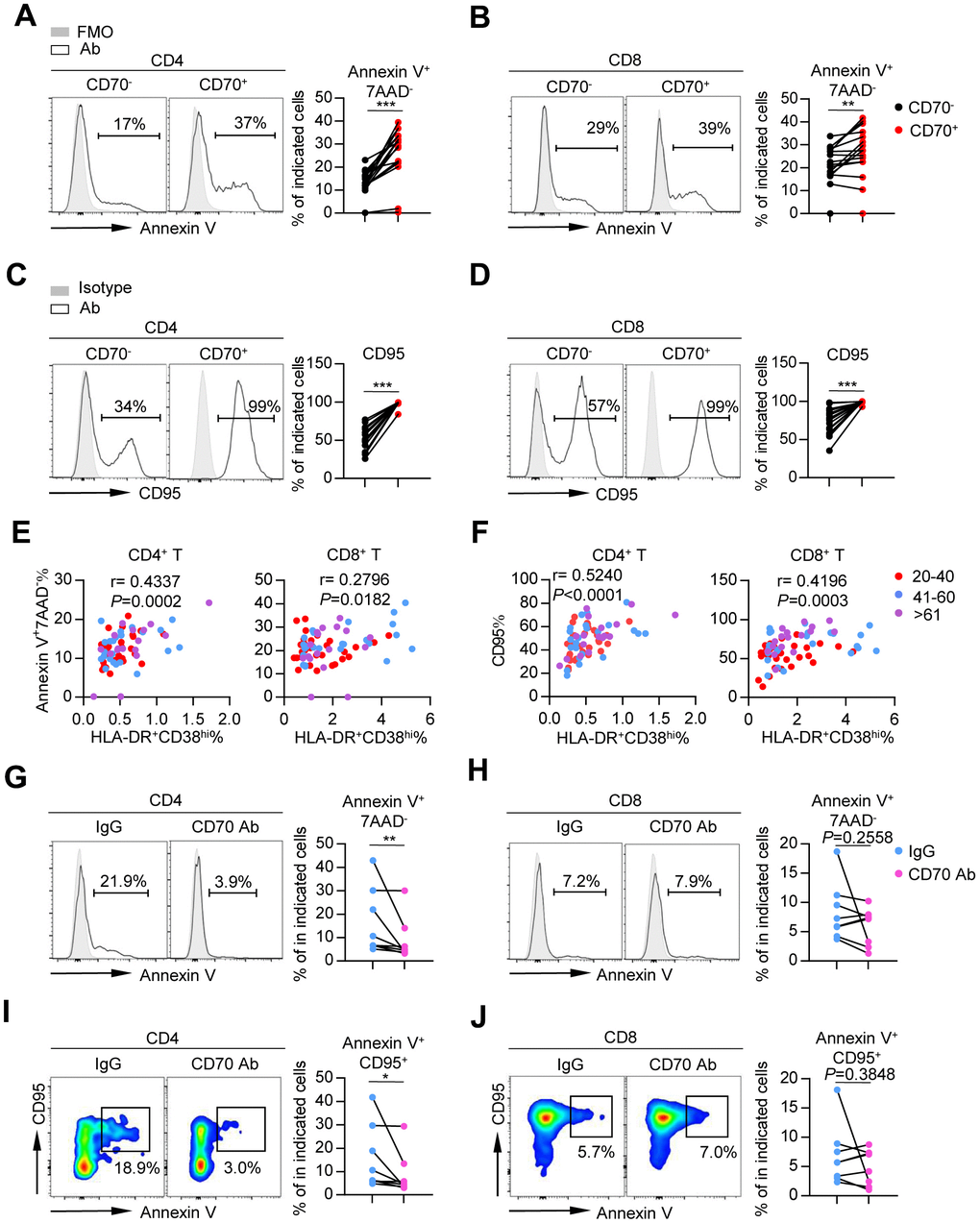 Aged CD70+ T cells exhibit high susceptibility to apoptosis that can be reversed by blocking CD70. (A–D) Percentage of apoptotic cells (Annexin V+ 7AAD-) (A–B) and expression of CD95 (C–D) in CD70- and CD70+ T cells from elderly individuals (61-80 years, n = 17). Representative histograms (left) and plots (right) of the percentage of apoptotic cells are shown. The p-values were obtained by paired t-test (Annexin V) or Wilcoxon matched-pairs signed rank test (CD95). (E–F) Correlation analysis of percentage of HLA-DR+CD38hi cells and percentage of Annexin V+ 7AAD- cells (E) or CD95 expression (F) on CD4+ T cells (left) and CD8+ T cells (right) from all healthy donors. Spearman’s non-parametric test was used for correlation analysis. (G–J) Purified CD4+ and CD8+ T cells from elderly individuals (n = 8) were cultured in vitro with anti-human CD70 antibody or isotype IgG at a concentration of 10 μg/mL. After culturing for 24 h, the susceptibility to apoptosis was evaluated by flow cytometry. Representative histogram (left) and plot (right) of percentage of Annexin V+ 7AAD- (G–H) and Annexin V+ CD95+ cells (I–J) in CD4+ and CD8+ T cells. The p-values were obtained by paired t-test (Annexin V+ 7AAD- [CD8+ T cells], Annexin V+ CD95+ [CD8+ T cells]) or Wilcoxon matched-pairs signed rank test (Annexin V+ 7AAD- [CD4+ T cells], Annexin V+ CD95+ [CD4+ T cells]). *p p p 