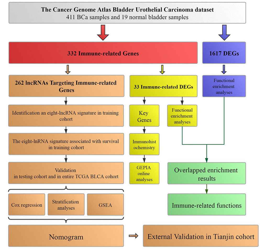 Workflow of this study. The study was carried out in TCGA (The Cancer Genome Atlas) BLCA (Bladder Urothelial Carcinoma) dataset. Immune-related genes were extracted from Molecular Signatures Database v4.0. LncRNAs targeting immune-related genes were identified according to Pearson correlation. DEGs (differentially expressed genes) were calculated between BCa (bladder urothelial carcinoma) samples and normal bladder samples in TCGA BLCA dataset. The training cohort was used to identify the lncRNAs targeting immune-related genes and establish a prognostic signature based on the prognostic lncRNAs. The prognosis analysis was validated in the testing cohort, entire TCGA BLCA cohort and Tianjin validation cohort, respectively. Nomogram was constructed by including the immune-related signature and other prognosis-related clinical features in training cohort. Immunohistochemistry from THPA (The Human Protein Atlas) and online analyses from GEPIA (Gene Expression Profiling Interactive Analysis) were used to validate four key immune-related genes (CTSG, CXCL12, LIG1 and TBX1). Functional enrichment analyses were utilized to explore immune-related functions.