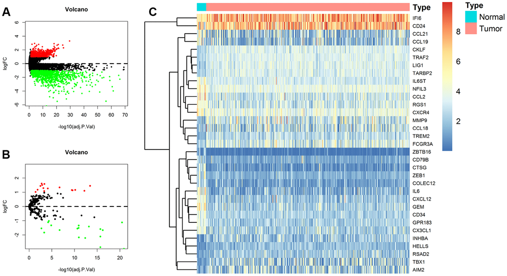 Identification of differentially expressed genes (DEGs) and immune-related DEGs in TCGA (The Cancer Genome Atlas) BLCA (Bladder Urothelial Carcinoma) dataset. (A) Volcano plot of all DEGs; (B) Volcano plot of immune-related DEGs; (C) Heat map for immune-related DEGs.