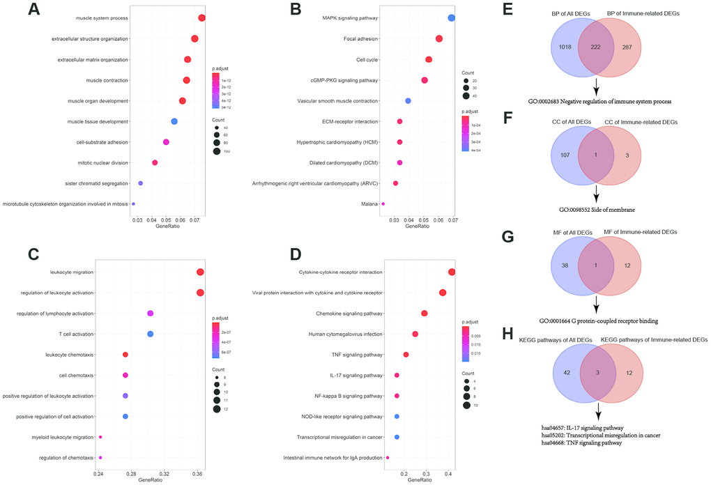 GO (Gene Ontology) functional and KEGG (Kyoto Encyclopedia of Genes and Genomes) pathway enrichment analyses of differentially expressed genes (DEGs) and immune-related DEGs. (A) Top 10 BP (biological process) terms of all DEGs; (B) Top 10 KEGG pathways of all DEGs; (C) Top 10 BP terms of immune-related DEGs; (D) Top 10 KEGG pathways of immune-related DEGs; (E) Venn diagram for overlapped BP terms; (F) Venn diagram for overlapped CC (cell component) terms; (G) Venn diagram for overlapped MF (molecular function) terms; (H) Venn diagram for overlapped MF (molecular function) KEGG pathways.