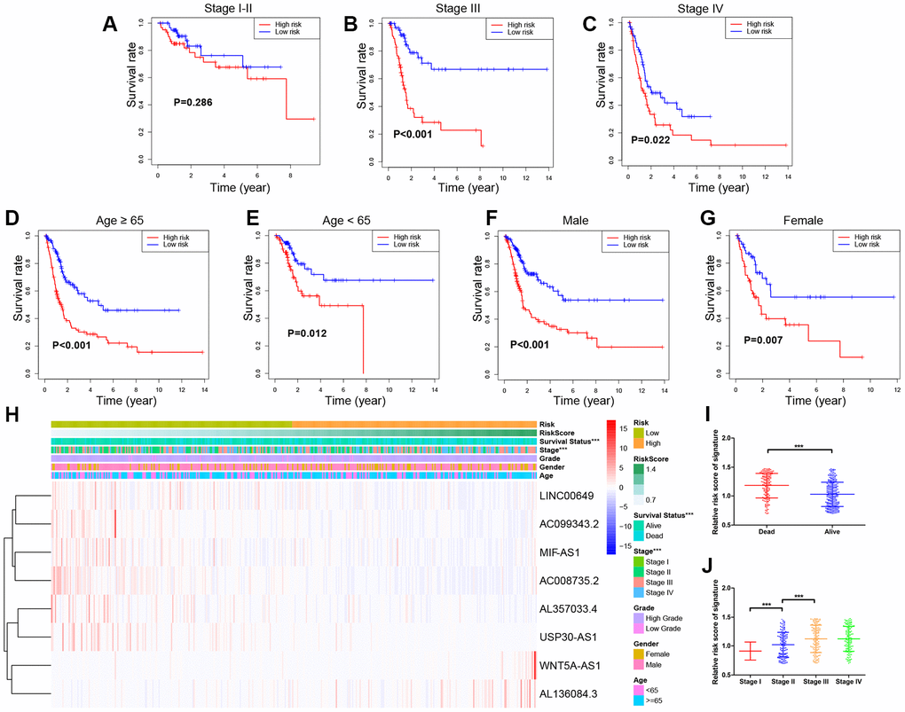 Stratified survival analyses and Clinical characteristics with 8-lncRNA prognostic signature in the entire TCGA (The Cancer Genome Atlas) BLCA (Bladder Urothelial Carcinoma) cohort. (A–G) Kaplan-Meier survival curves in subgroups stratified by different clinical characteristics; (H) Distribution of clinicopathologic features, and lncRNA expression in low-risk and high-risk groups; (I) Risk score comparison between alive and dead patients; (J) Risk score comparison between different tumor stages. *** P-value 