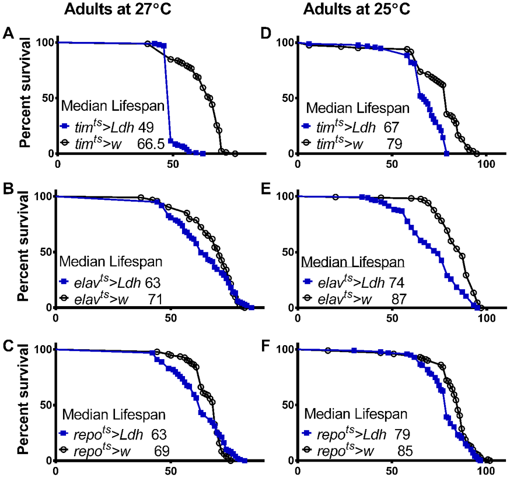 Adult specific overexpression of Ldh shortens fly lifespan. (A–F) Survival curves of adult males overexpressing Ldh in all clock cells via timts (A, D), in neurons via elavts (B, E), or in glia via repots (C, F) each graphed relative to their control group at 27°C and 25°C, respectively. Overexpression of Ldh via each driver resulted in decreased median lifespan compared to their respective controls in both 27°C and 25°C (Gehan-Breslow-Wilcoxon test; pSupplementary Table 2 for experimental details.