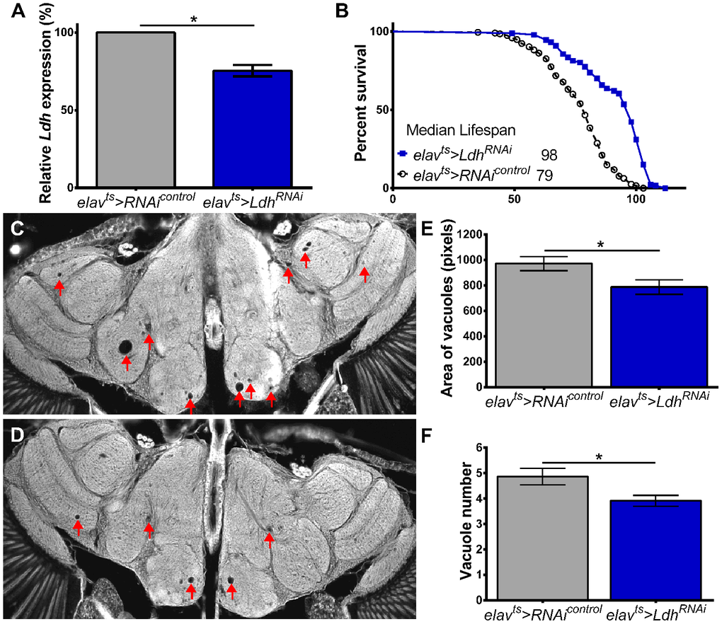 Neuronal knockdown of Ldh delays age-related neurodegeneration. (A) Ldh mRNA levels were significantly reduced in the heads of 55-day old elavts>LdhRNAi compared to age-matched elavts>RNAicontrol flies (n=3; Unpaired t-test with Welch’s correction *pB) Survival curves of elavts>LdhRNAi (n=187) and elavts>RNAicontrol (n=195). Median lifespan was significantly extended in elavts>LdhRNAi flies compared to control (Gehan-Breslow-Wilcoxon test; pSupplementary Table 3). (C, D) Representative brain section images of 75-day old (C) elavts>RNAicontrol and (D) elavts>LdhRNAi flies (arrowheads indicate vacuoles). (E, F) Graphs showing that the average area (E) and number (F) of vacuoles were significantly lower in the brains of 75-day old elavts>LdhRNAi flies (n=48) compared to controls (n=46). Statistical significance determined by unpaired t-test with Welch’s correction *p