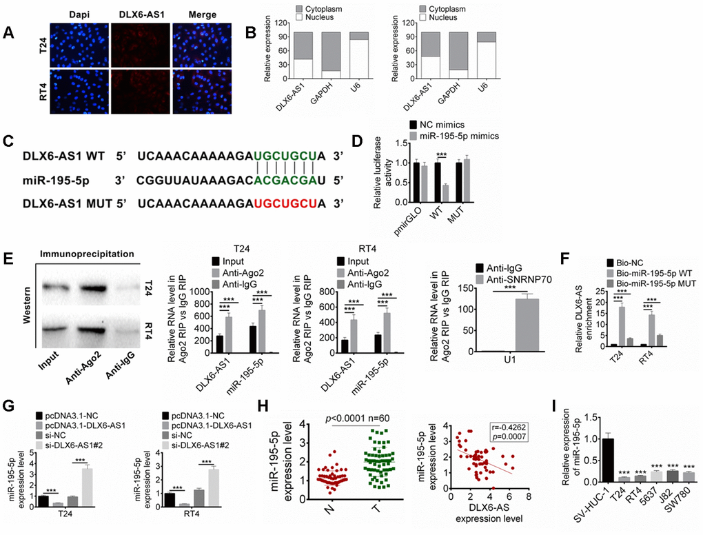 DLX6-AS1 targets miR-195-5p. (A) The expression of DLX6-AS1 in BC cells was determined by FISH assay. (B) The specific location of DLX6-AS1 was identified in BC cells through performing subcellular fractionation assay. (C) The binding sites of DLX6-AS1 and miR-195-5p was predicted. (D) The binding of miR-195-5p and DLX6-AS1 was verified by dual-luciferase reporter assay. (E) The binding of miR-195-5p and DLX6-AS1 was validated by RIP assay. (F) The binding of miR-195-5p and DLX6-AS1 was validated by RNA pull down assay. (G) The expression of miR-195-5p in BC cells with DLX6-AS1 overexpression or knockdown was determined by qRT-PCR. (H) The expression of miR-195-5p in BC tissues and the relationship between DLX6-AS1 and miR-195-5p expression were determined. (I) The miR-195-5p expressions in BC cell lines (T24, RT4, 5637, J82, and SW780) and SV-HUC-1 cells by qRT-PCR. Data were expressed as the mean ± SD, n = 3. ***P 