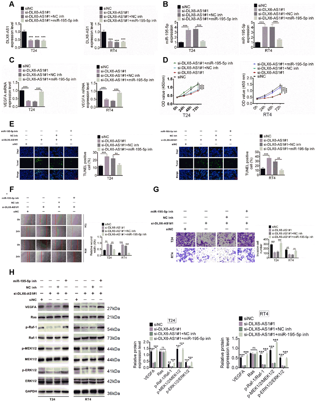 Effect of DLX6-AS1 and miR-195-5p on proliferation, migration, and invasion of BC cells and phosphorylation of VEGFA, Ras, MEK1/2, ERK1/2. (A–C) BC cells were transfected with siNC, siNC + si-DLX6-AS1, si-DLX6-AS1 + NC inhibitor, or si-DLX6-AS1 + miR-195-5p inhibitor. DLX6-AS1 expression (A), miR-miR-195-5p expression (B), and VEGFA mRNA expression (C) were examined by qRT-PCR assay. (D) Cell proliferation of BC cells was identified by CCK8 kit. (E) Cell apoptosis was examined by TUNEL assay. (F) Cell migration was detected by wound healing assay. (G) Cell migration was identified by transwell assay. (H) The effect of sh-DLX6-AS1 and miR-195-5p inhibitor on protein expression and phosphorylation levels of VEGFA and Ras/ERK signaling molecules was evaluated by western blot. Data were expressed as the mean ± SD, n = 3. *P P P 